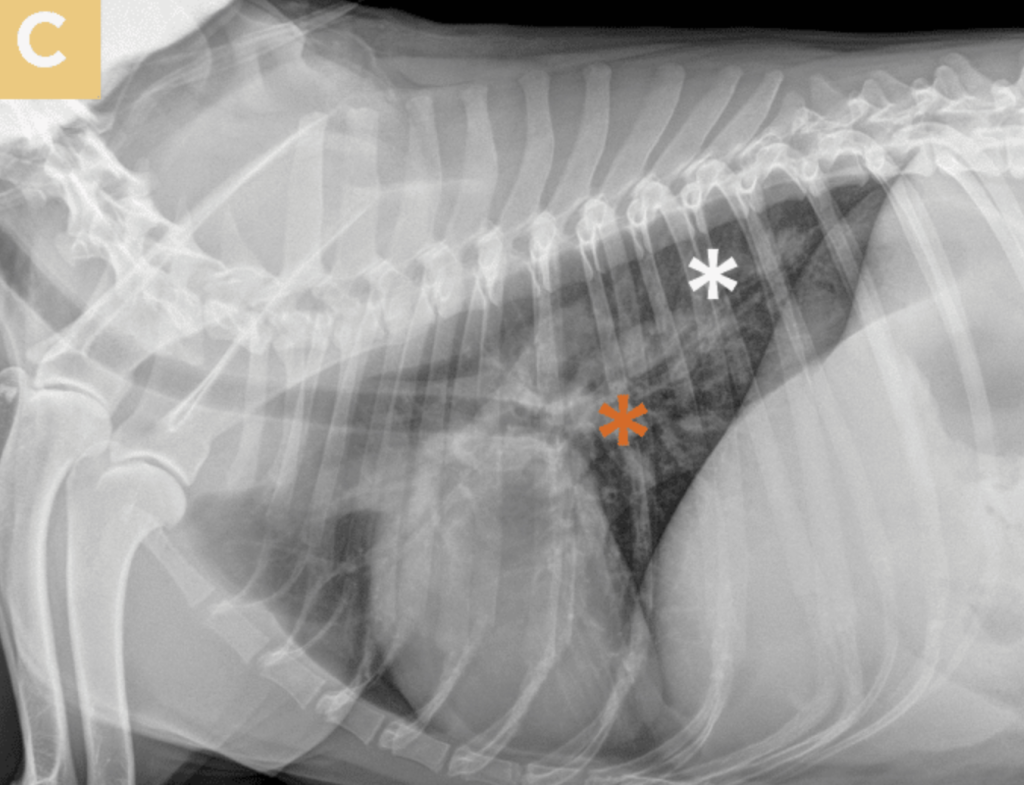 犬心丝虫感染的诊断和治疗